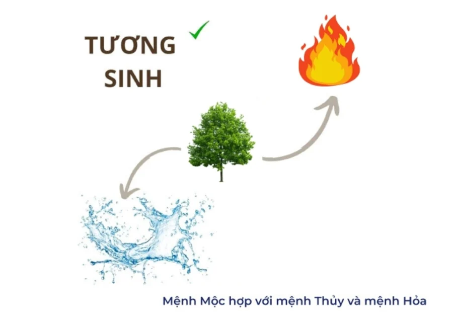 Người mệnh Mộc hợp người mệnh nào nhất?