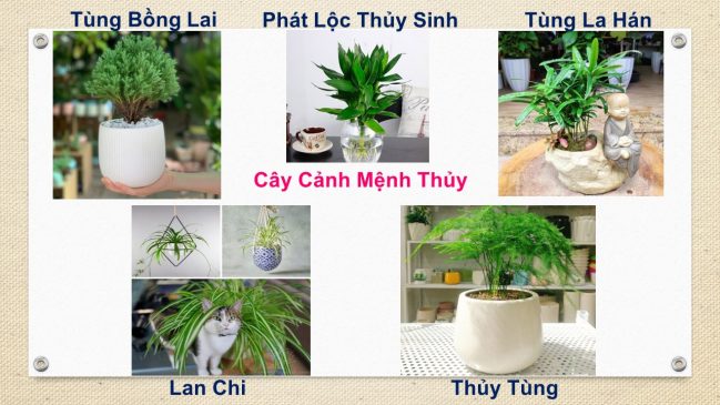 Tuổi Mùi hợp cây gì? Cây phong thủy tuổi Mùi: 1967, 1979, 1991, 2003