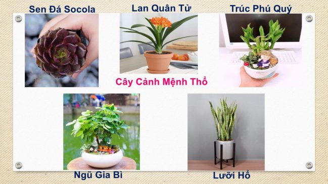 Tuổi Thìn hợp cây gì? Cây phong thủy tuổi Thìn: 1964, 1976, 1988, 2000