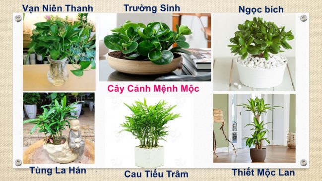 Tuổi Thìn hợp cây gì? Cây phong thủy tuổi Thìn: 1964, 1976, 1988, 2000