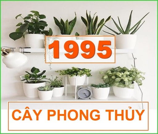 Những vật phẩm phong thủy hợp với người tuổi Ất Hợi sinh năm 1995