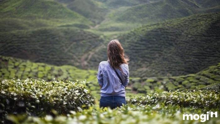 Sao Tang Môn Là Gì? Ý Nghĩa Của Sao Tang Môn Đối Với Các Mệnh Trong Tử Vi